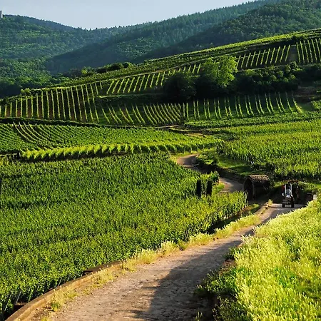 Coeur D'alsace Colmar Vignobles Ouest Avec Terrasses * Wintzenheim