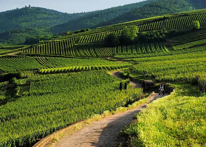 Coeur D'alsace Colmar Vignobles Ouest Avec Terrasses * Wintzenheim